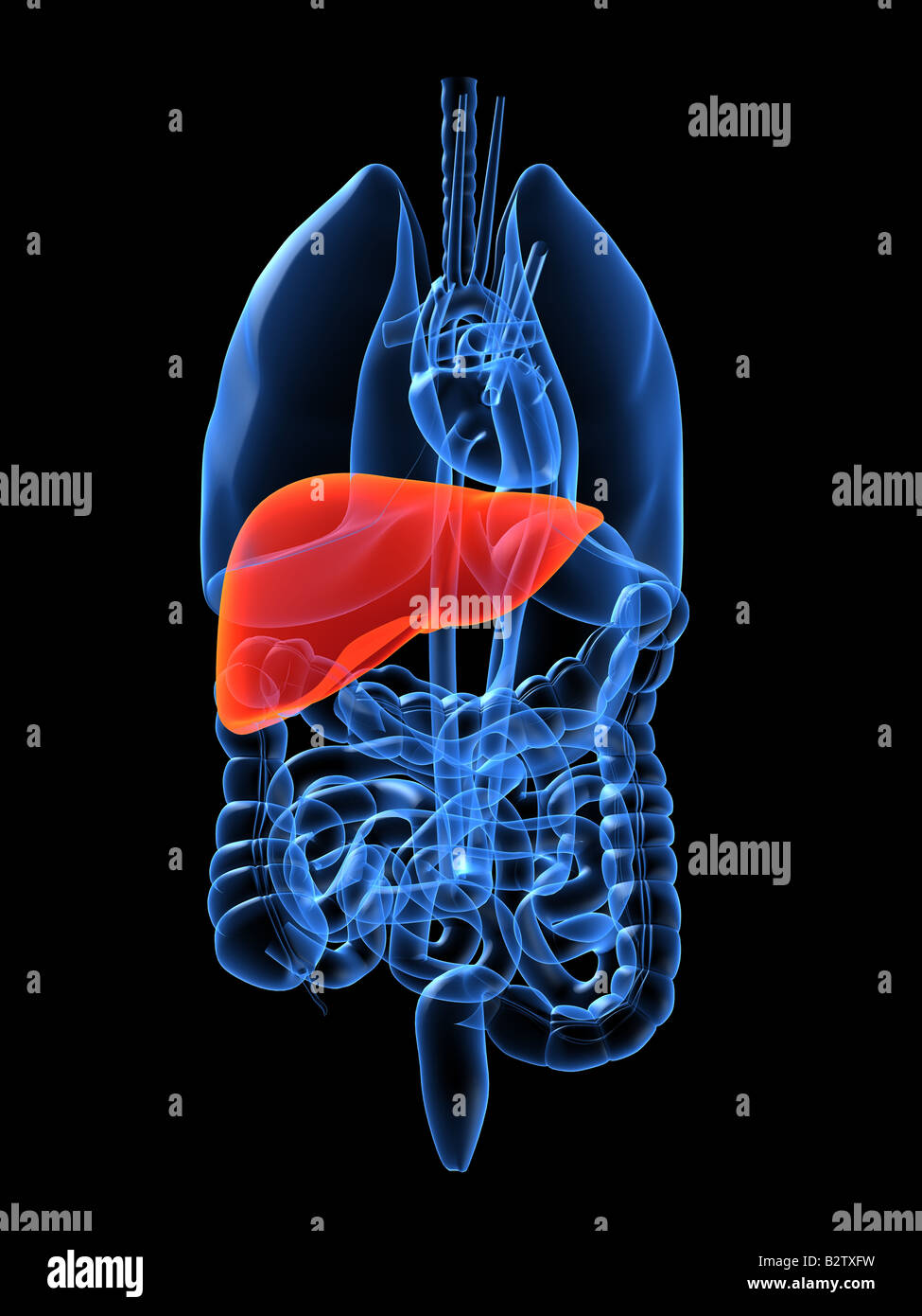 Human organs kidney liver hi-res stock photography and images - Alamy