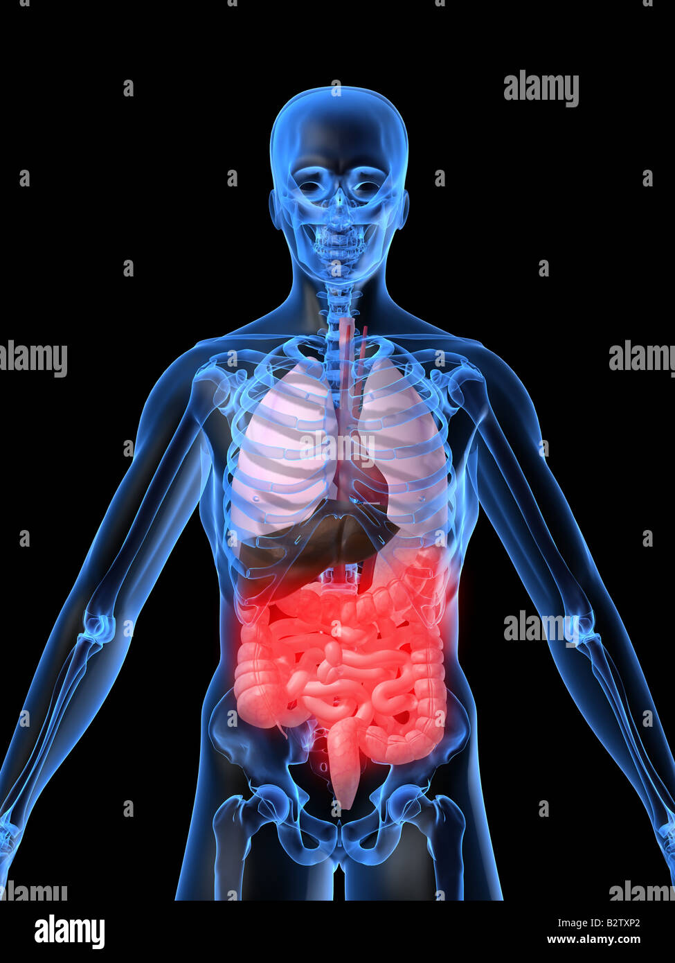 Human belly hi-res stock photography and images - Alamy