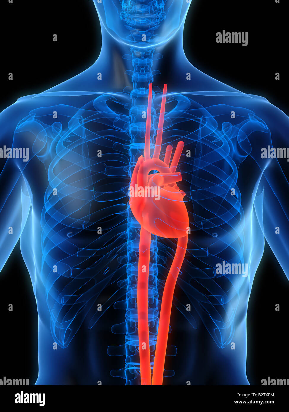 Human body anatomy hi-res stock photography and images - Alamy
