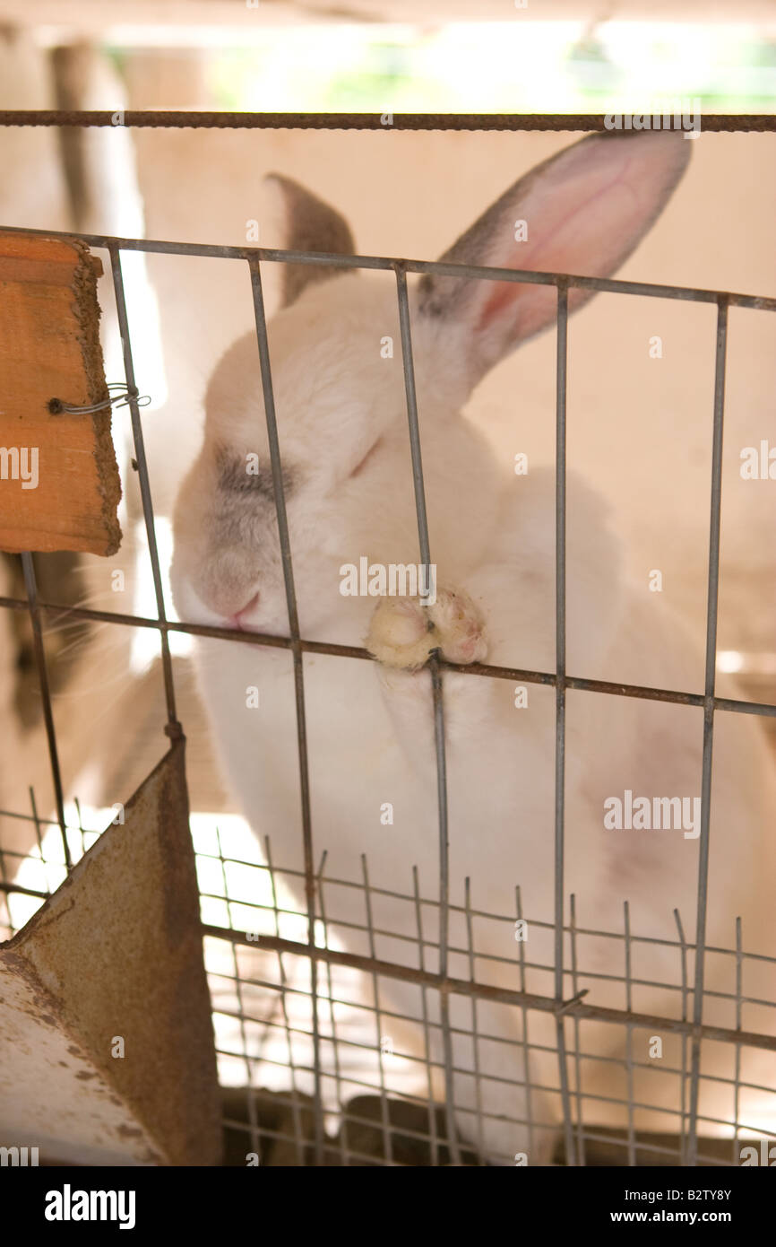 A rabbit inside a cell in a farm in Cordoba, Argentina Stock Photo