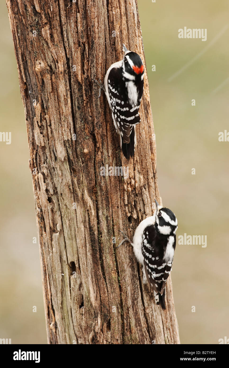 Male and female Downy Wood Peckers on old fence post Stock Photo