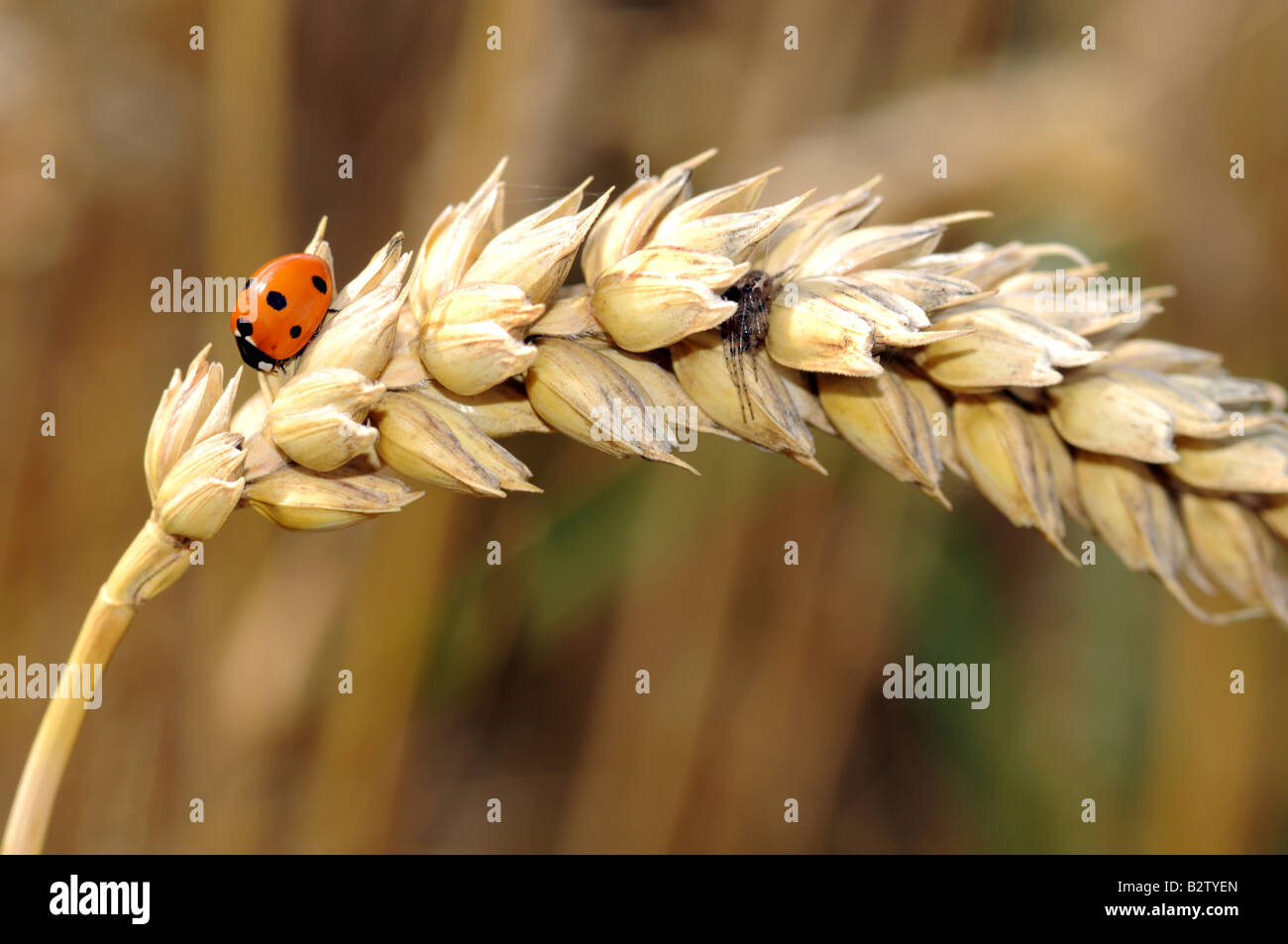 a spider hunting a ladybird on a wheat chaff Stock Photo