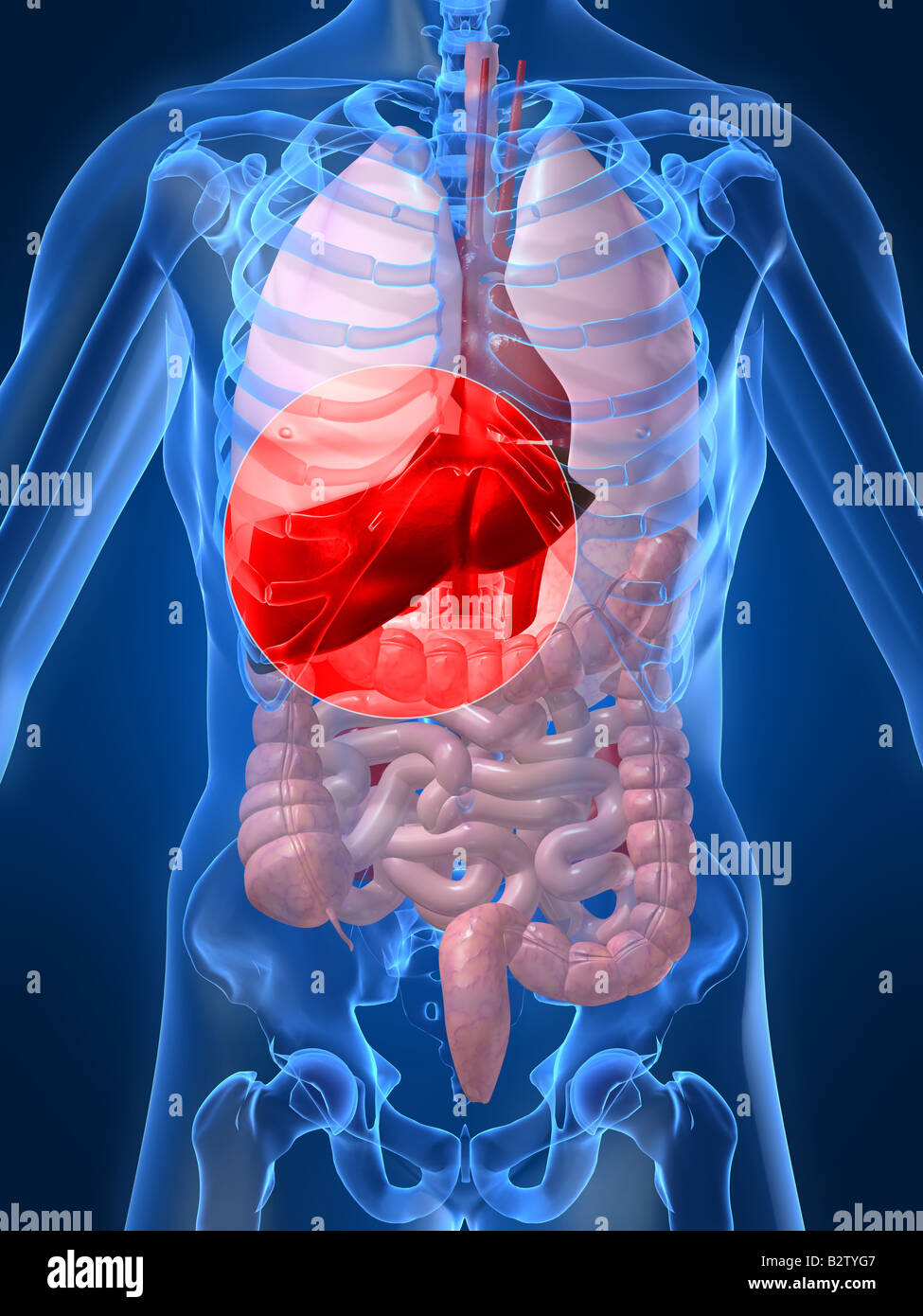 Anatomy High Resolution Stock Photography and Images - Alamy