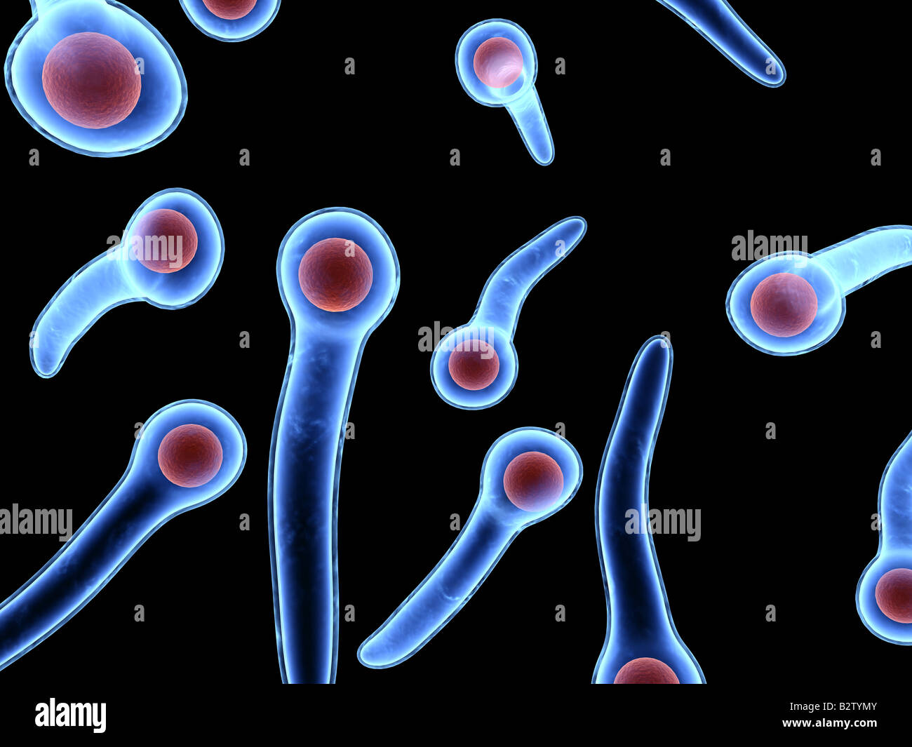tetanus bacteria Stock Photo