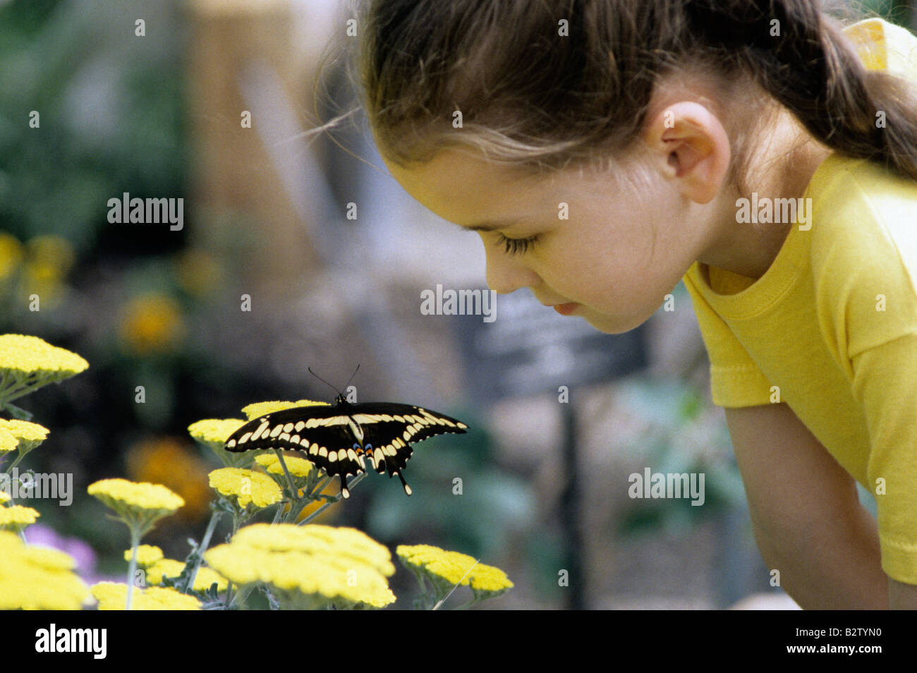 Young girl looking at giant swallowtail at the Woodland Park Zoo