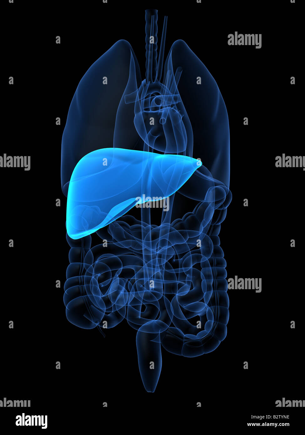 Healthy human liver hires stock photography and images Alamy