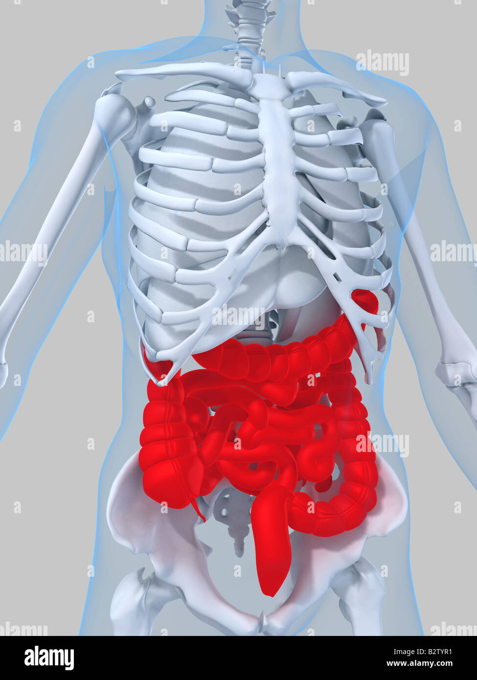 res stock photography and images Biology Diagrams