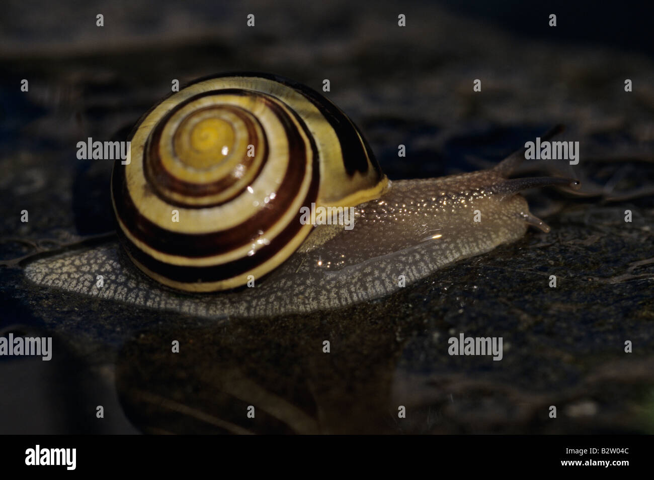 Spiral shelled common garden snail on rock Marysville Washington State