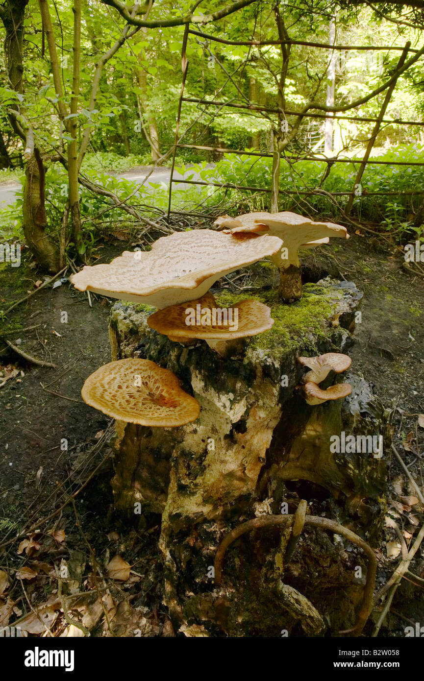 Dryad's Saddle Fungus growing on a dead tree trunk photographed in Northumberland during May Stock Photo