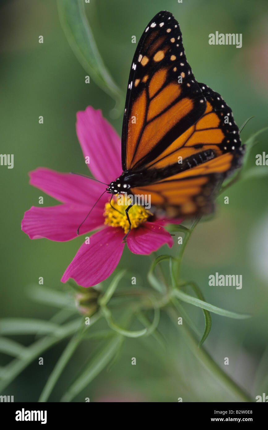 Monarch butterfly on flower at the Butterfly exhibit at the Woodland