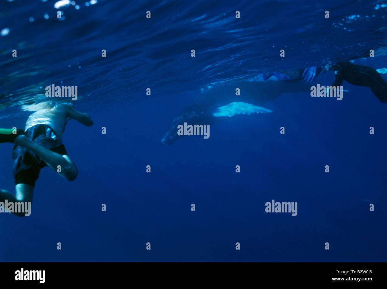 Divers and humpback whale, Silverbanks, Dominican republik Stock Photo