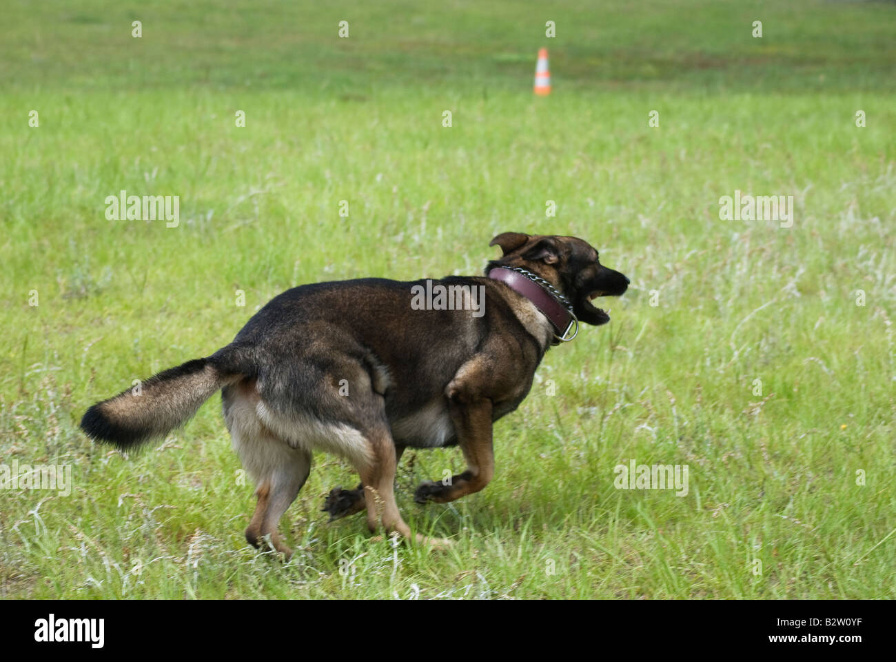 Why Is My German Shepherd Digging Holes