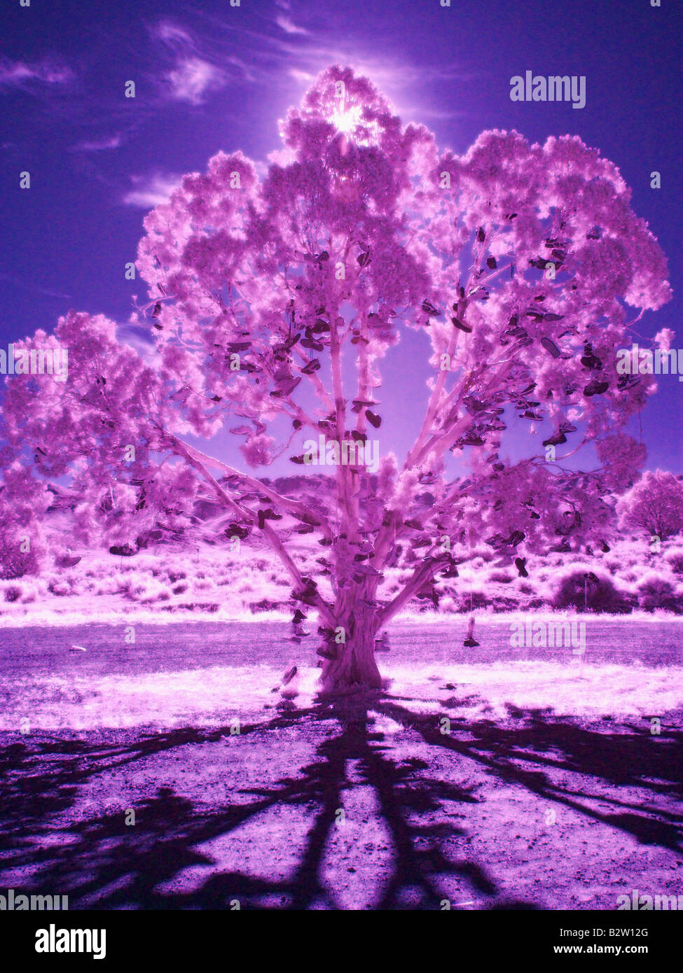Twocolor digital infrared photo of a shoe tree Stock Photo Alamy