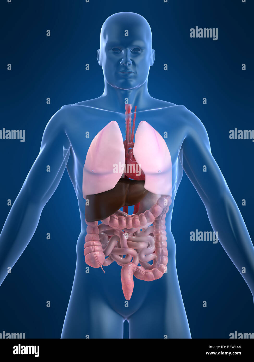 Изображение тела человека печень. Органы человека. Внутренние органы человека. Организм человека легкие. Лёгкиквнутри человека.