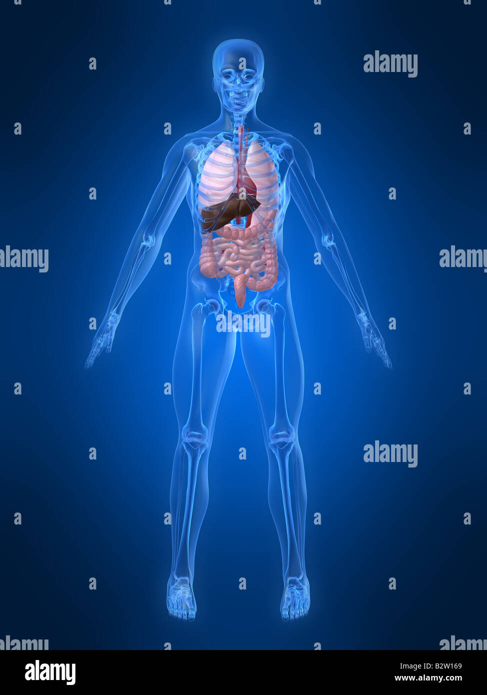 human anatomy Stock Photo