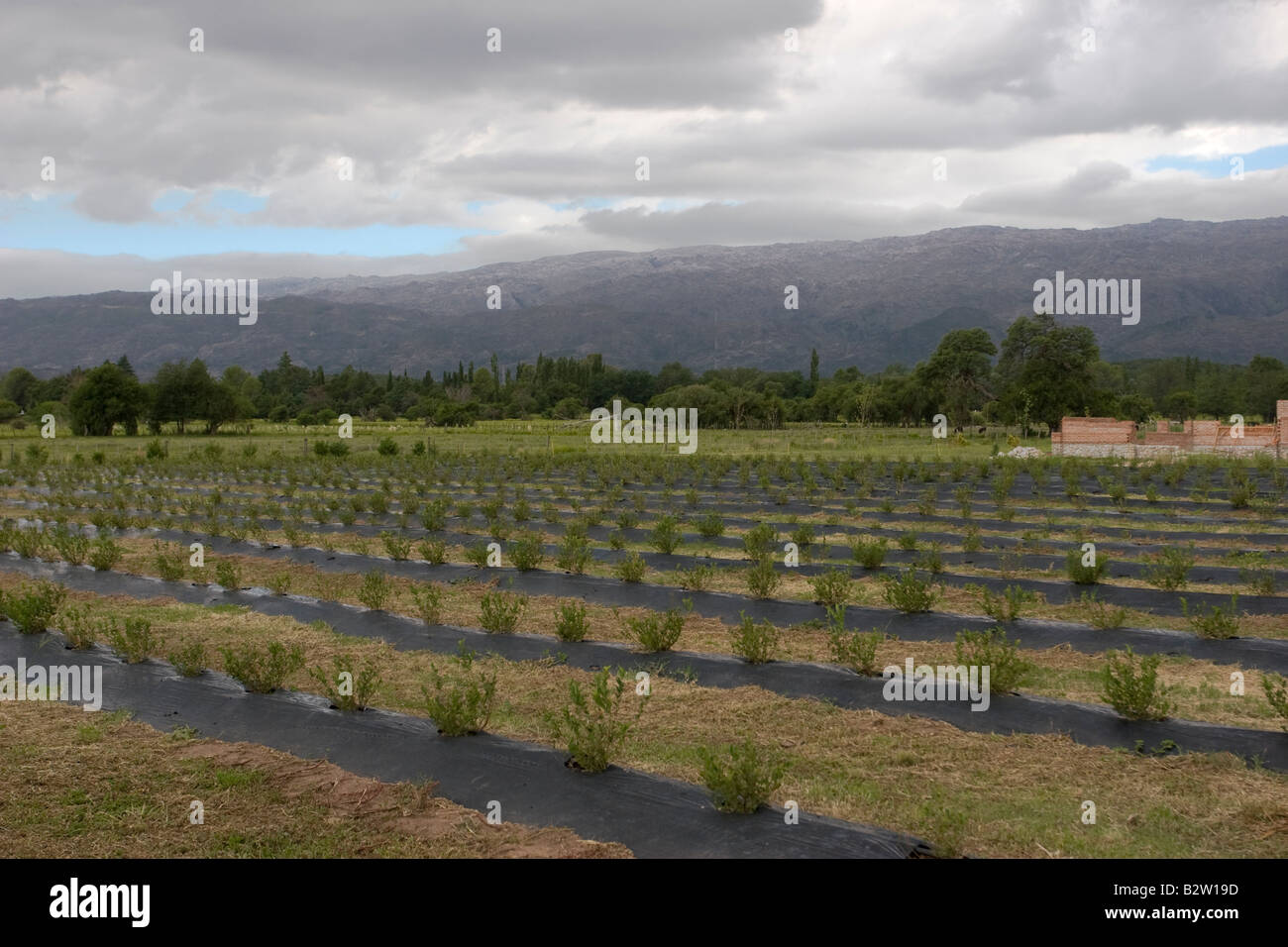 A blueberry plantation field in Nono, Traslasierra, Cordoba, Argentina Stock Photo