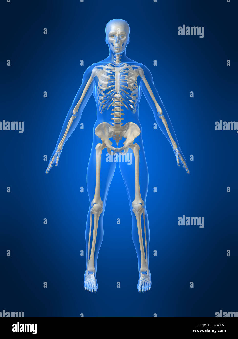 Human Skeleton Front Side Stock Photos & Human Skeleton Front Side ...