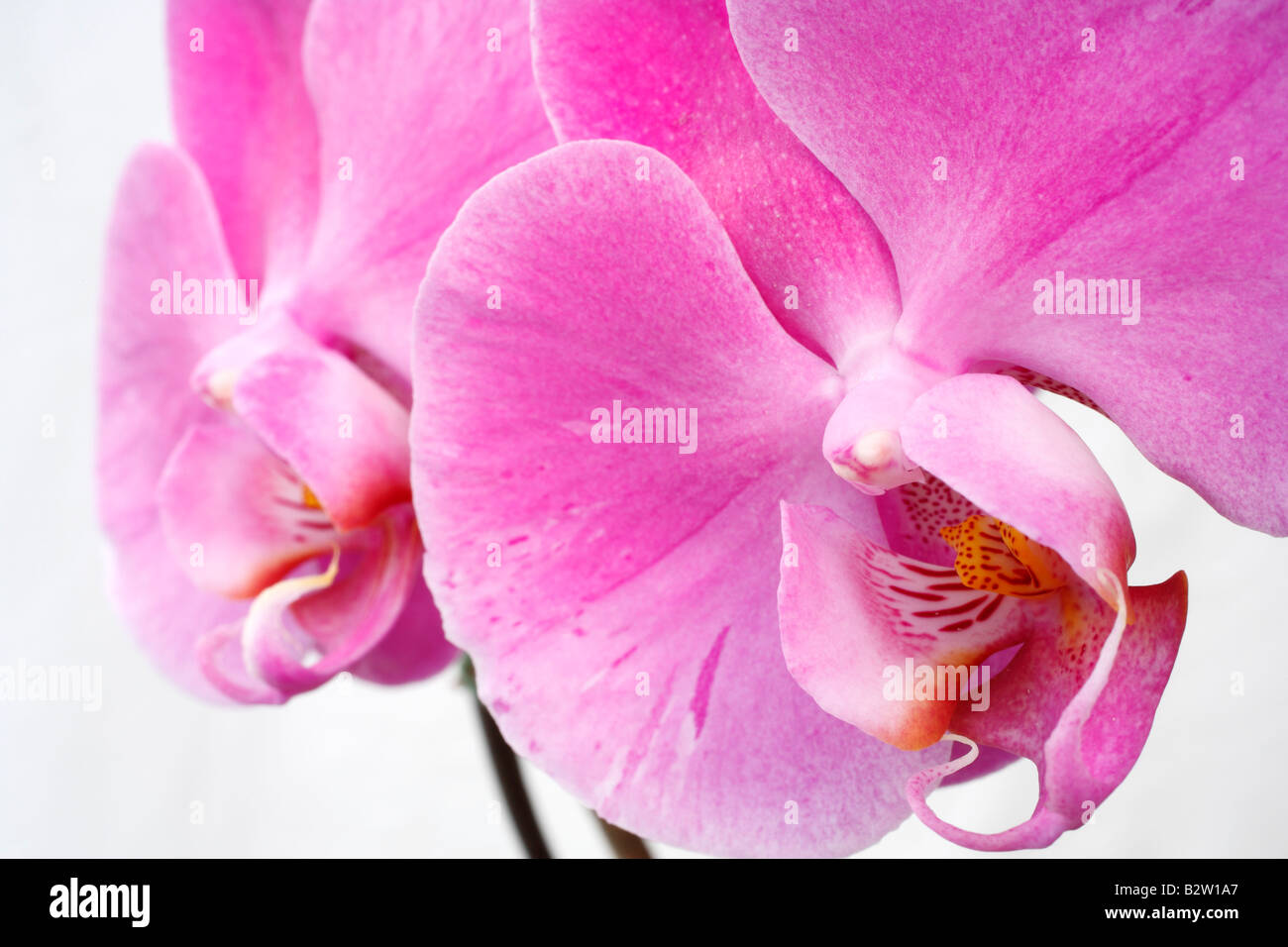 Orchid flowers closeup Stock Photo Alamy