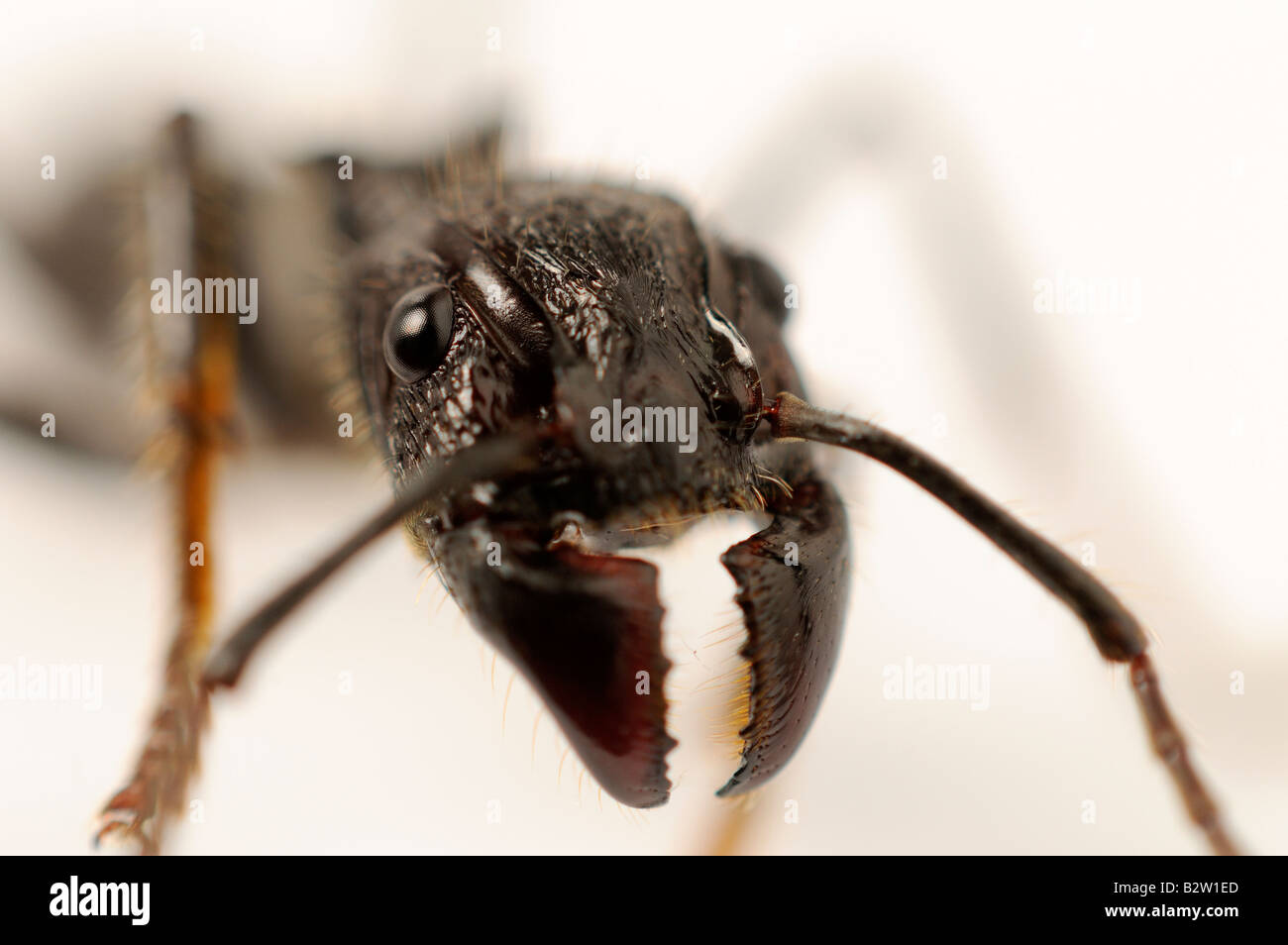 Ant head Stock Photo