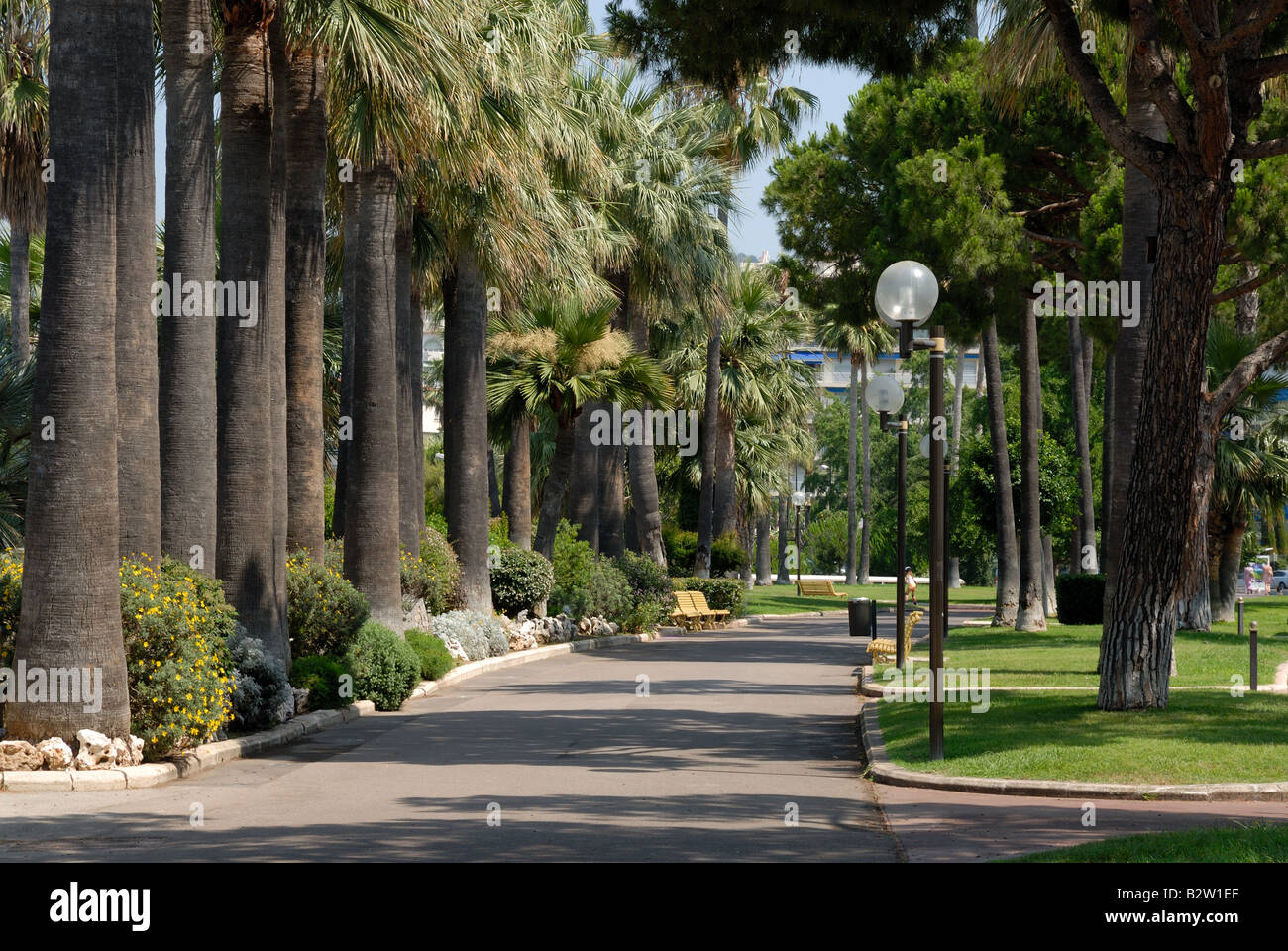 Palm trees in a park in Cannes, France Stock Photo