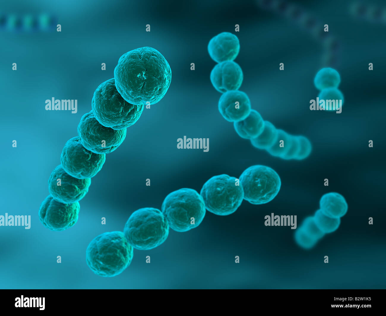 Streptococcus hi-res stock photography and images - Alamy