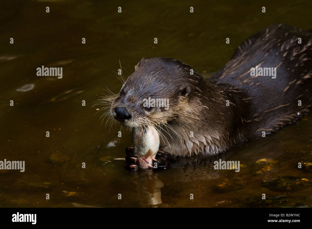 Canadian Otter eating a Rainbow Trout Stock Photo