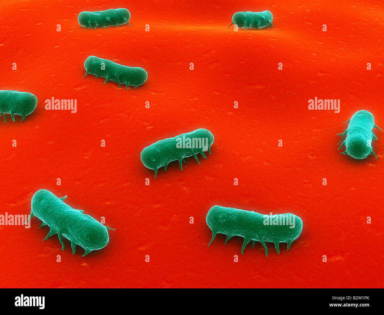 Salmonella bacterium hires stock photography and images Alamy