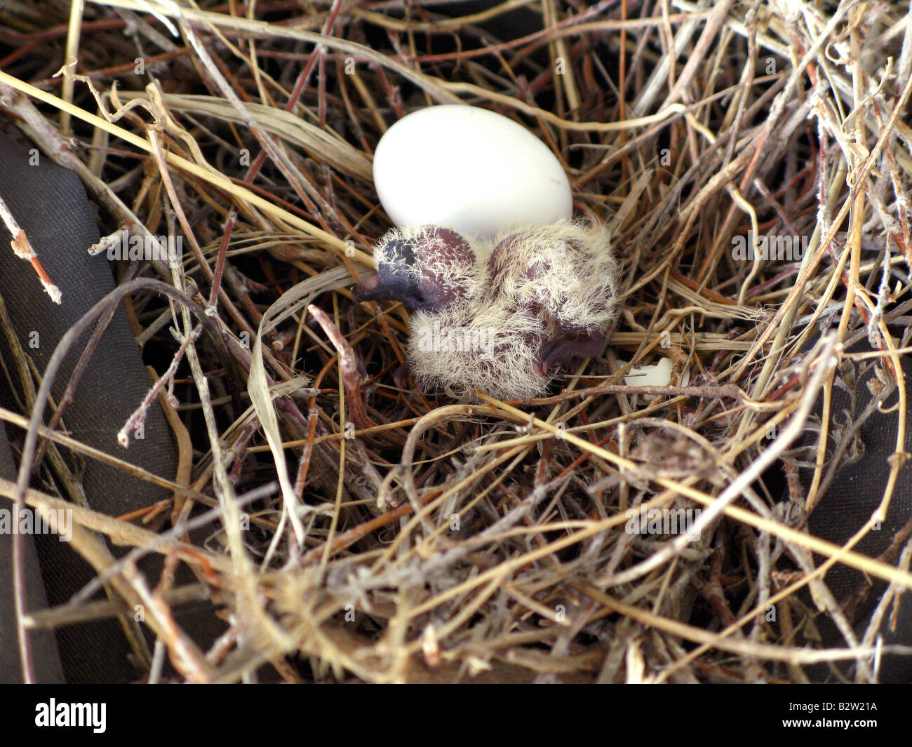 Mourning Dove Zenaida macroura Hatchling 1day old Stock Photo