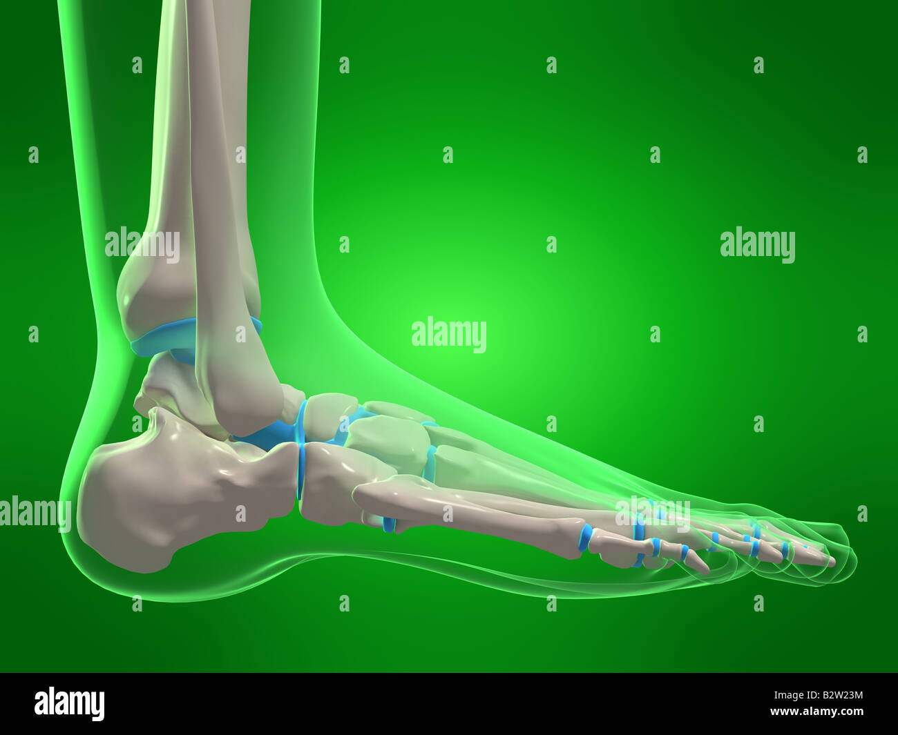 3d render human foot x ray hires stock photography and images Alamy(00)