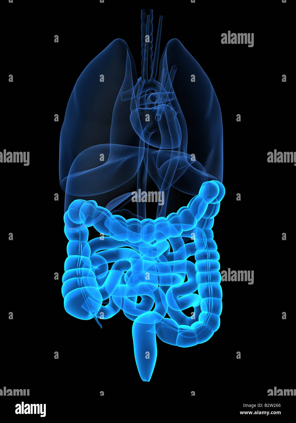 Marked intestines hi-res stock photography and images - Alamy