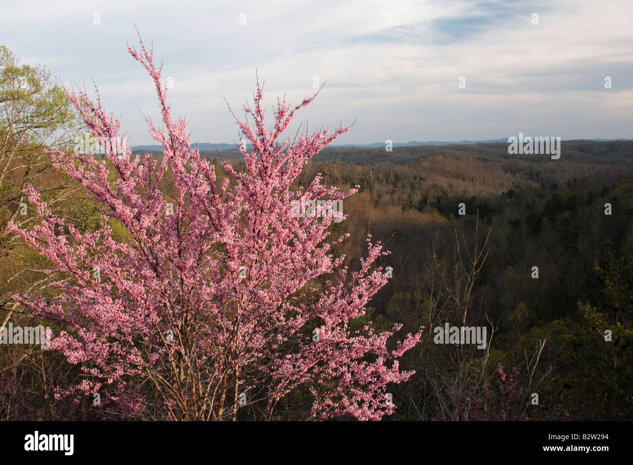 Red Bud tree and vista over Kentucky Mountains Stock Photo
