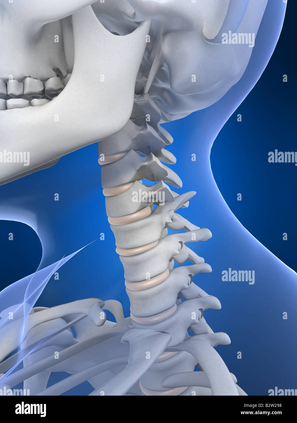 female neck Stock Photo Alamy