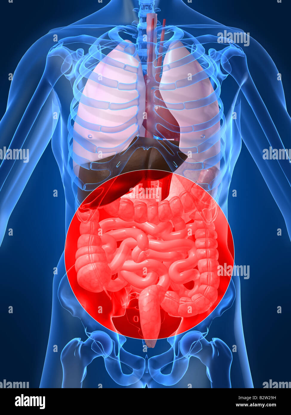 human intestines Stock Photo