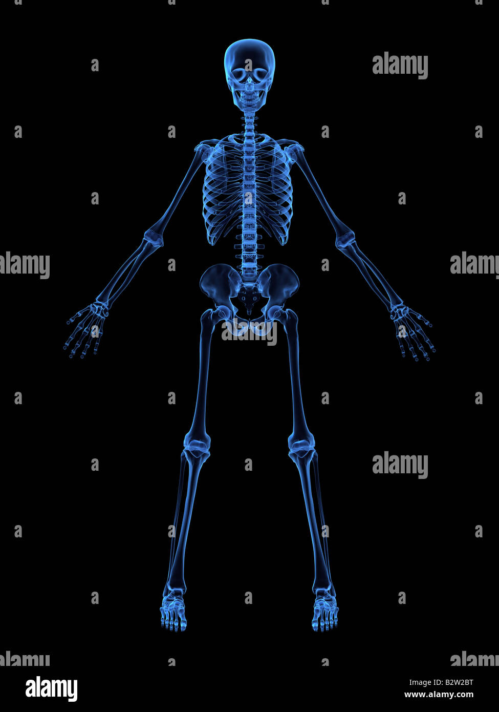 xray skeleton Stock Photo Alamy