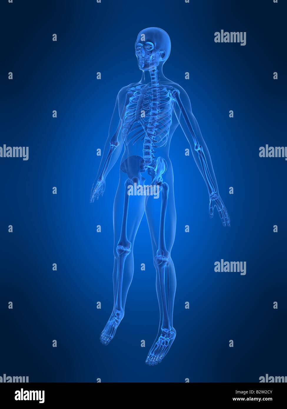 human skeleton Stock Photo - Alamy