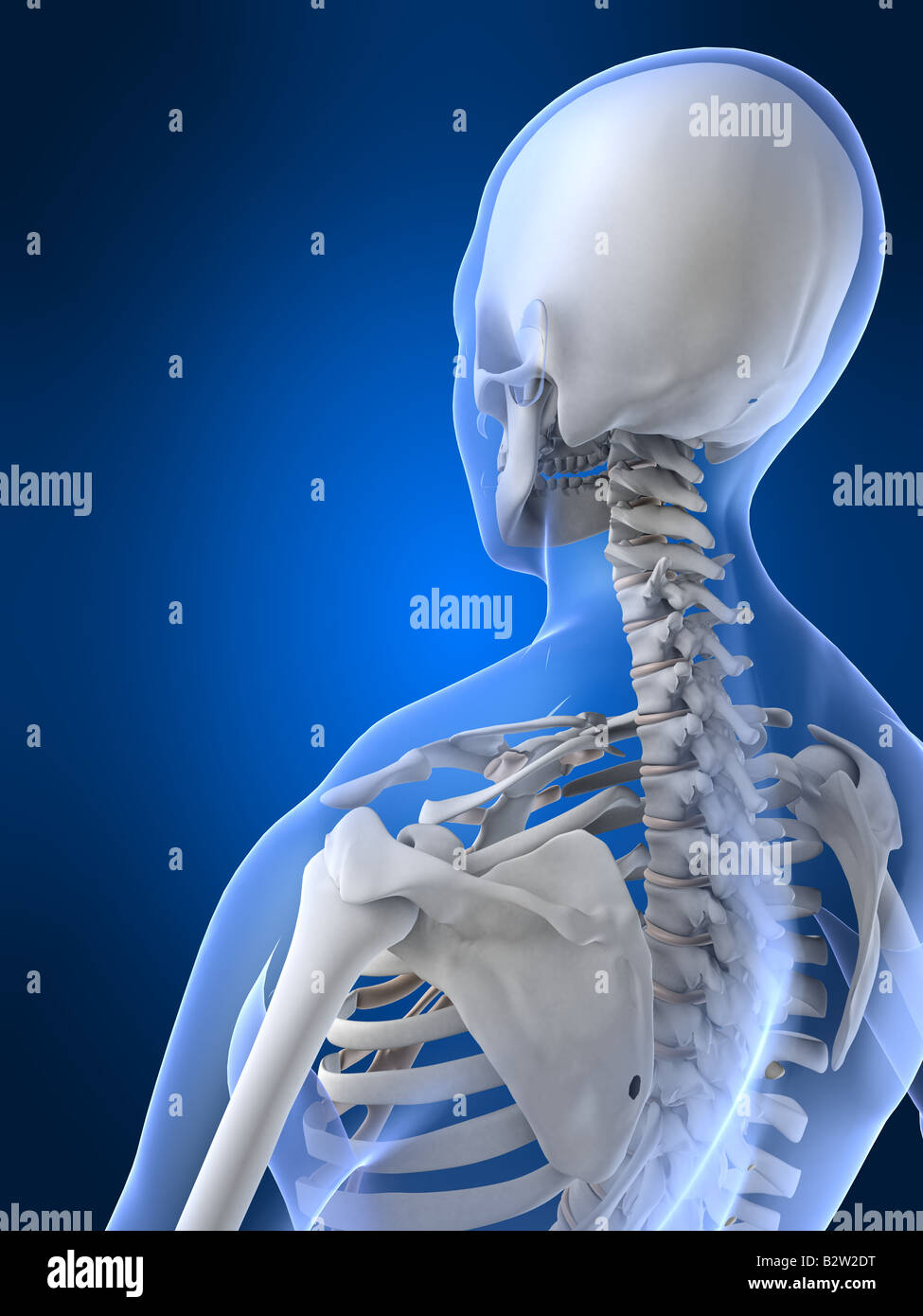 female neck Stock Photo Alamy