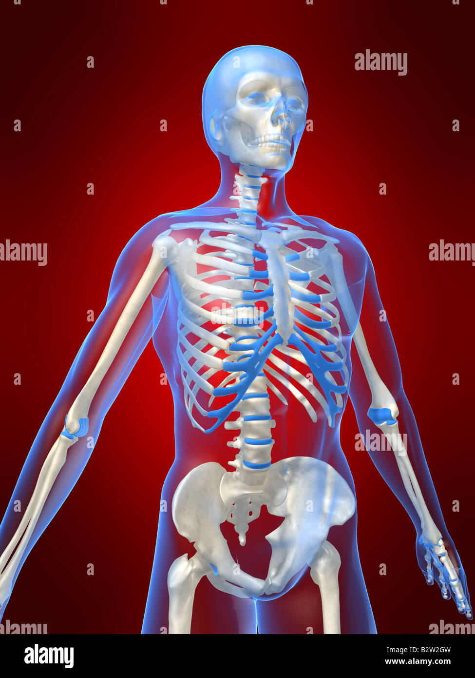 human skeleton - front side Stock Photo
