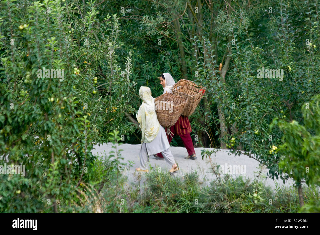 Hunza Apricots Pakistan Hi-res Stock Photography And Images - Alamy