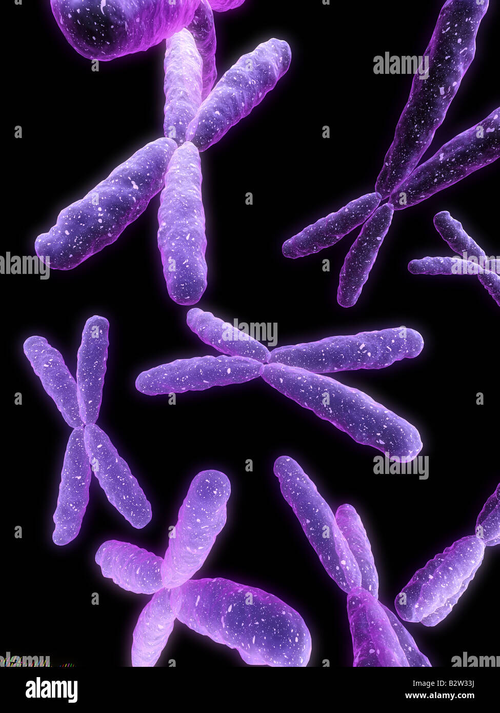 x- chromosomes Stock Photo