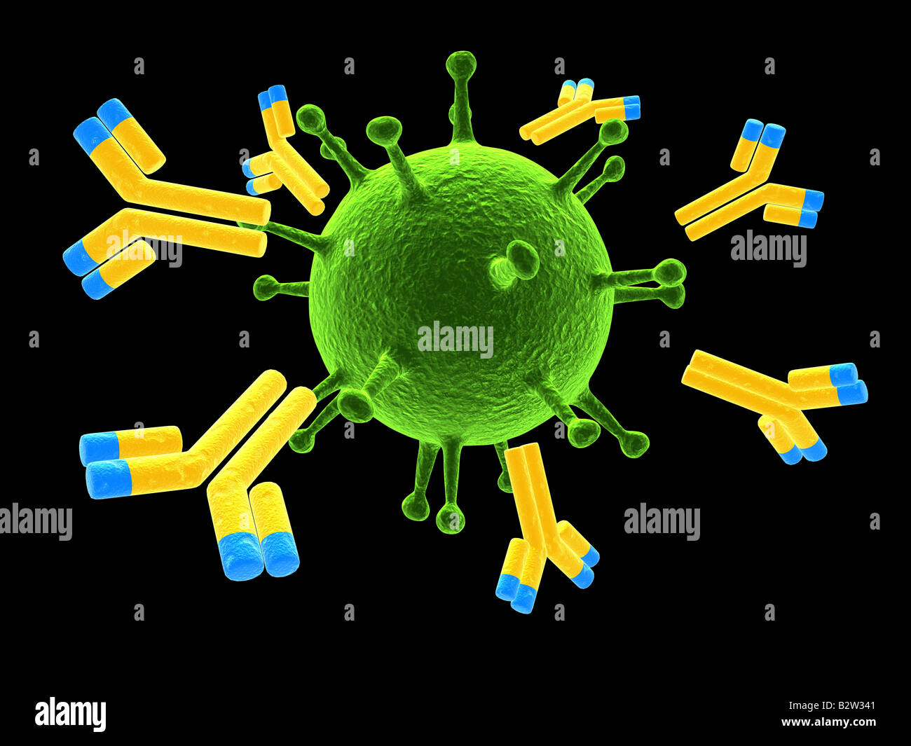 antibodies attacking a virus Stock Photo Alamy