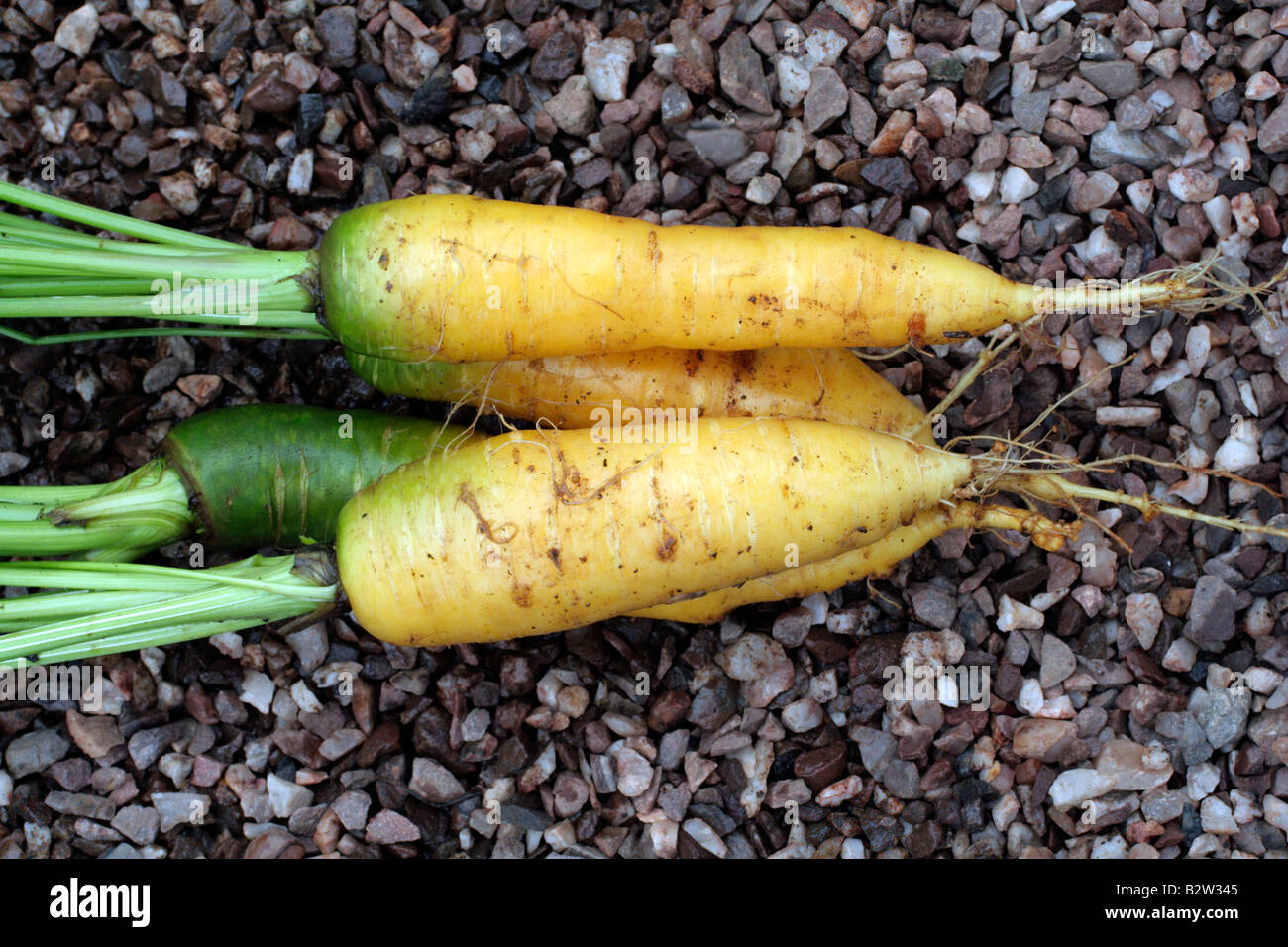 CARROTS YELLOWSTONE Stock Photo