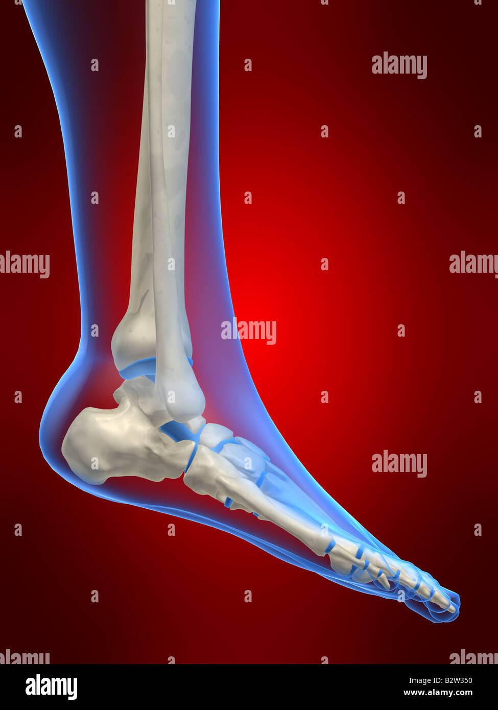 human foot Stock Photo