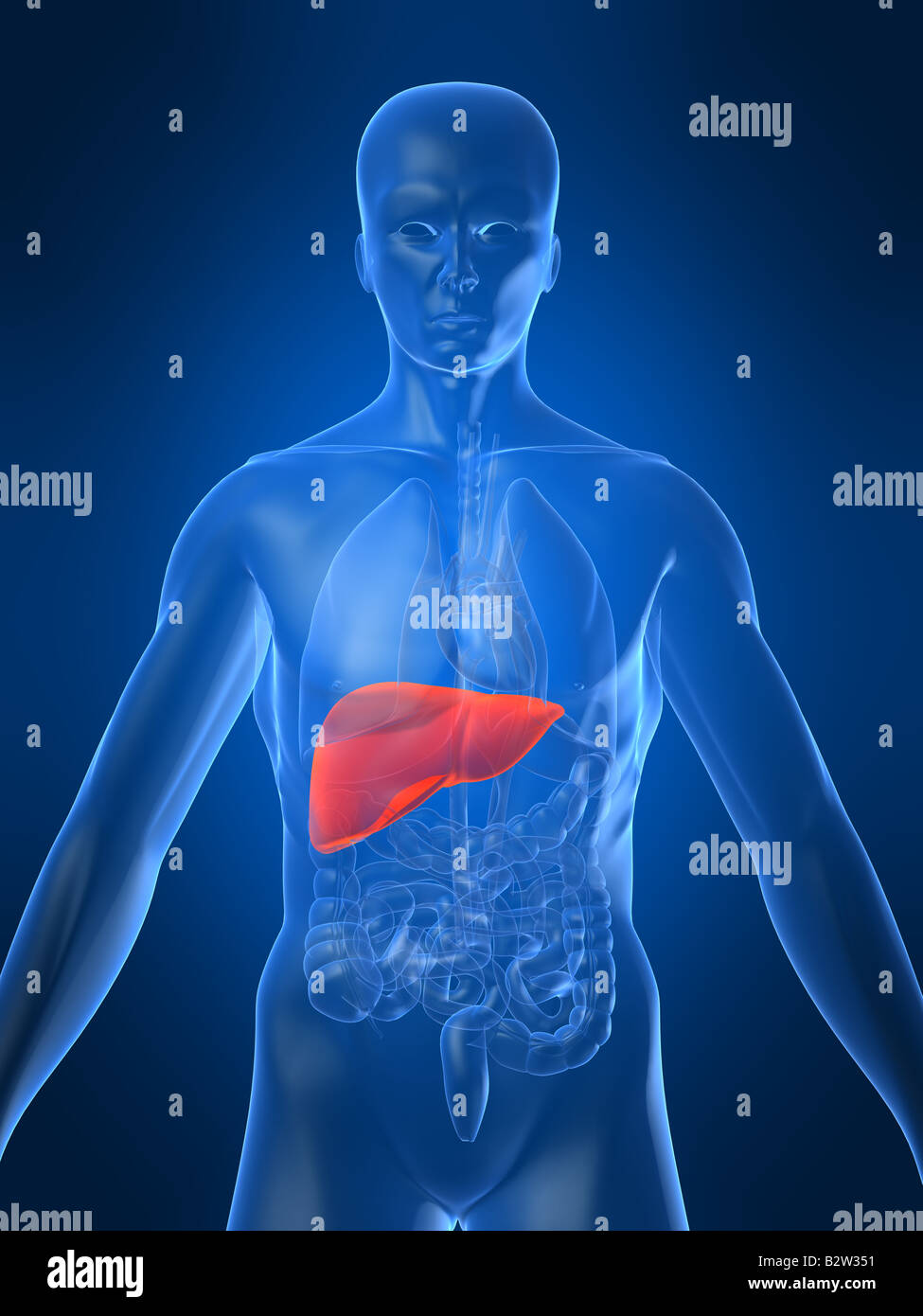 Healthy Human Liver High Resolution Stock Photography and Images - Alamy