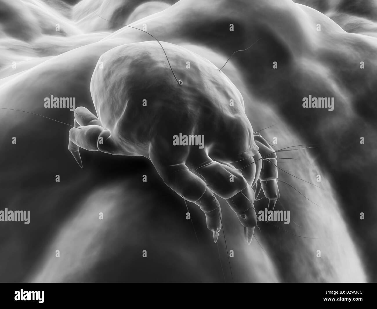 Bed bug Black and White Stock Photos & Images - Alamy