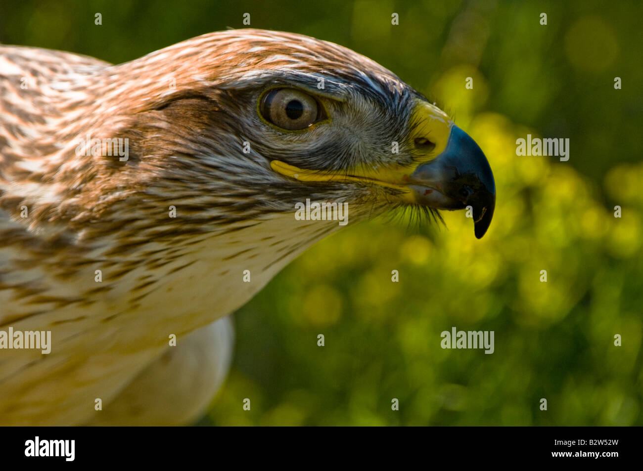 Ferruginous Hawk (Buteo regalis) Stock Photo