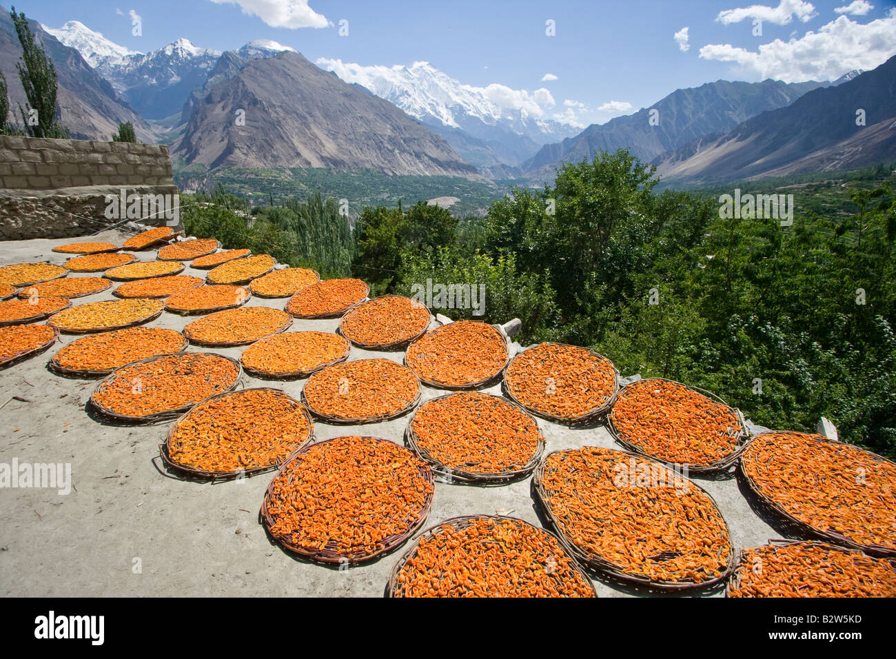 Apricots Drying in the Hunza Valley in Karimabad in Northern Pakistan Stock Photo 18992945 Alamy