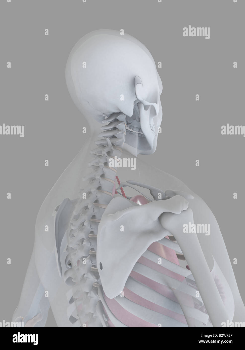 female neck Stock Photo Alamy