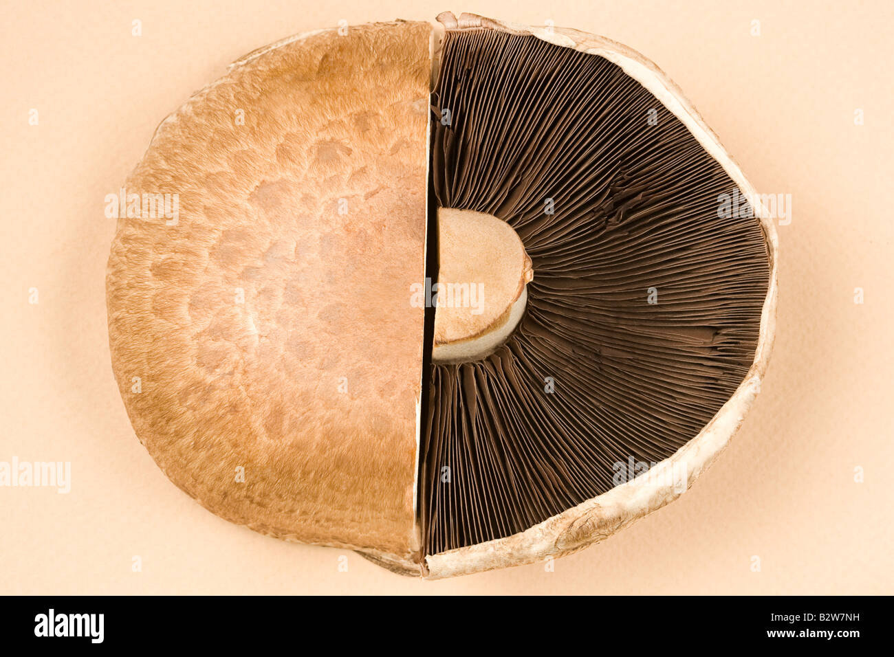 Cut mushroom Stock Photo