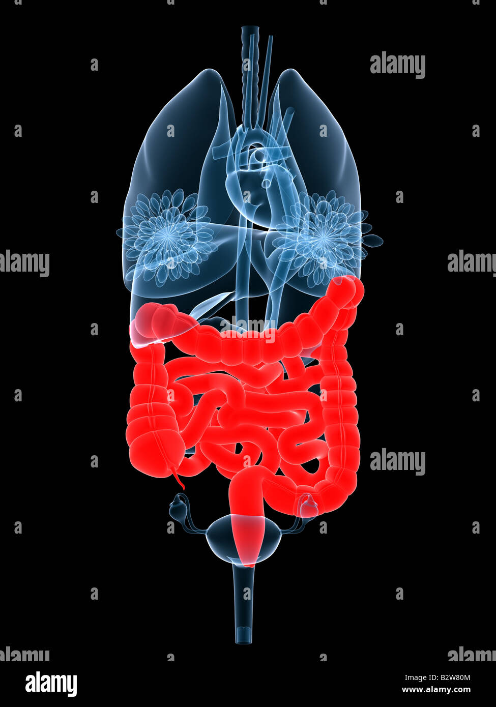 Uterus And Bowel High Resolution Stock Photography and Images Alamy