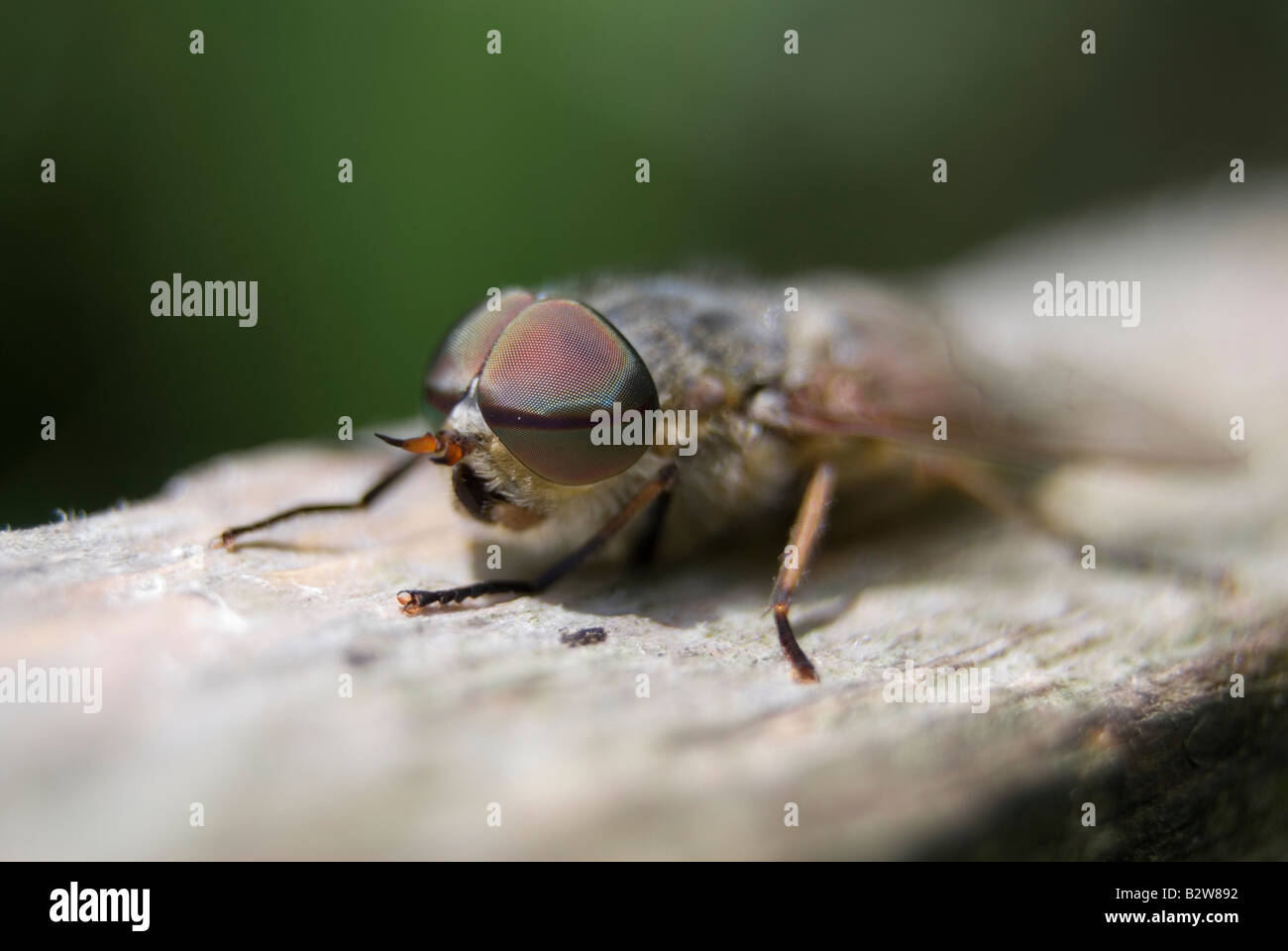 Band-eyed Brown Horsefly (Tabanus bromius).  Male. Stock Photo